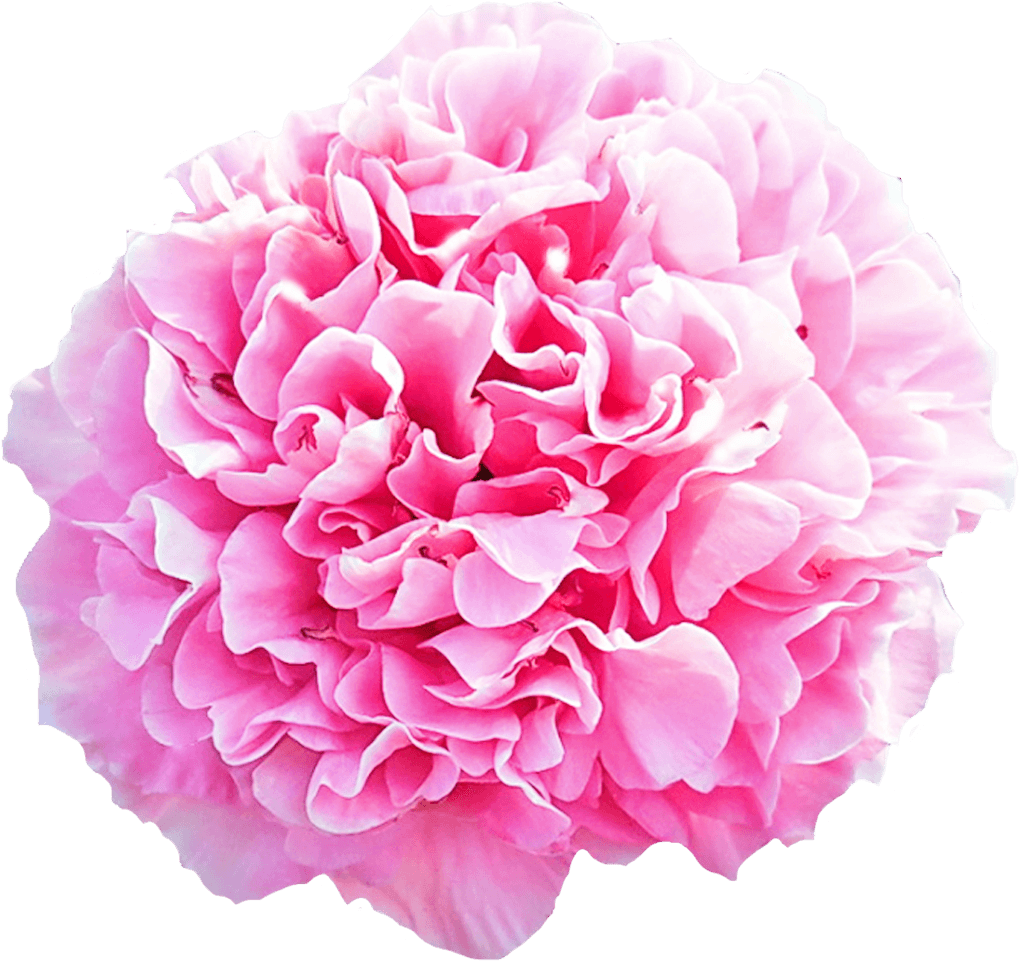 Download Peonies Boque Png PNG Image with No Background - PNGkey.com