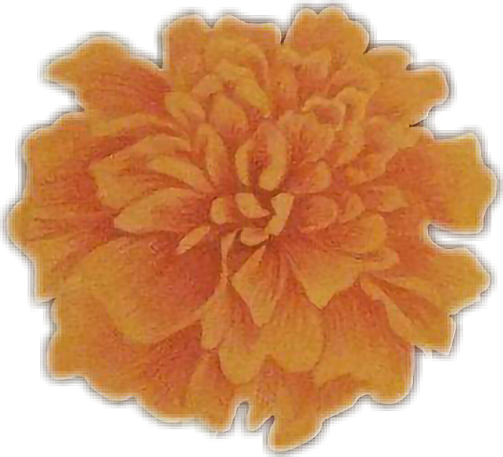 Download Tagetes Patula PNG Image with No Background - PNGkey.com