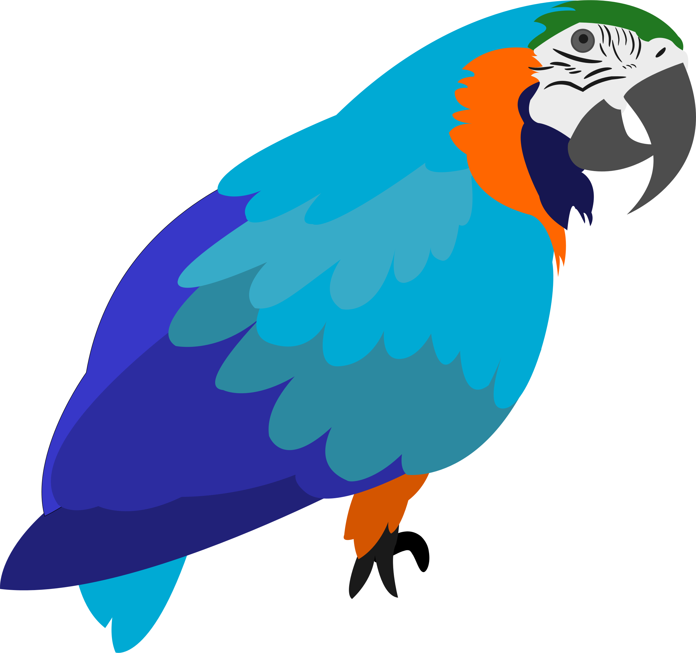 parrot clipart png