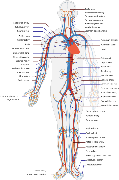 This Illustration Of The Circulatory System Shows Where - Blood Vessels ...