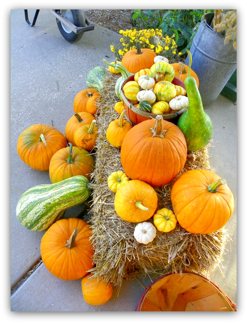 Download Pumpkins And Gourds PNG Image with No Background - PNGkey.com