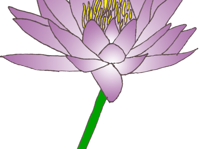 Download Water Lily Clipart Lily Pad Sacred Lotus Png Image With No Background Pngkey Com