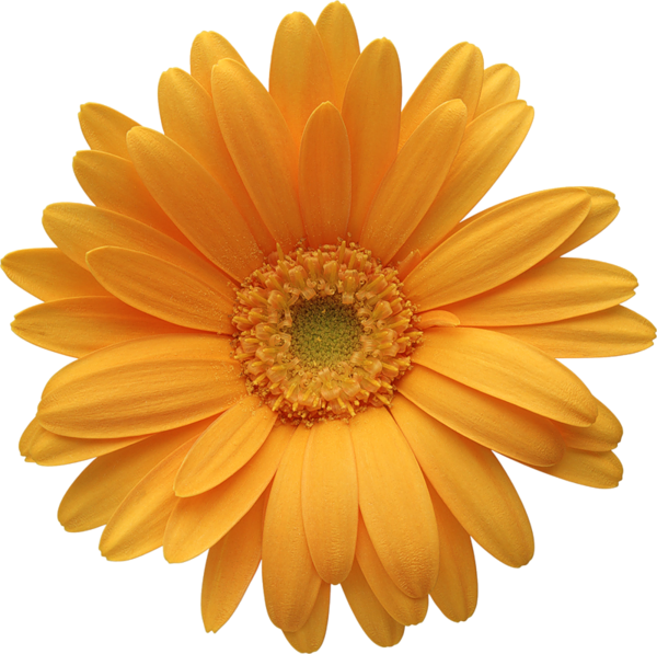 Barberton Daisy - Free Transparent PNG Download - PNGkey