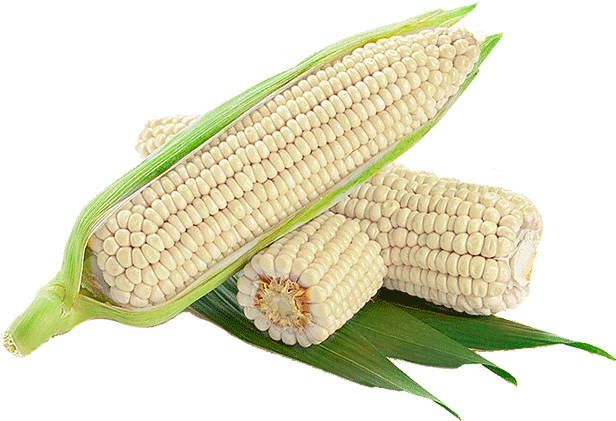 Download Maize PNG Image with No Background - PNGkey.com