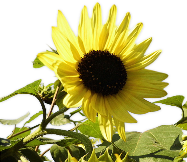 Download S Y Fondos Paz Enla Tormenta Sunflower Png Image With No