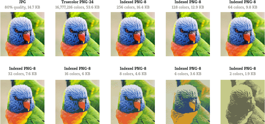 Download Lorikeet Png Image With No Background Pngkey Com