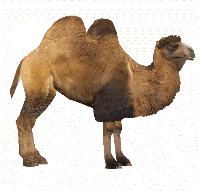 Download Bactrian Camel - Two Hump Camel Png PNG Image with No ...