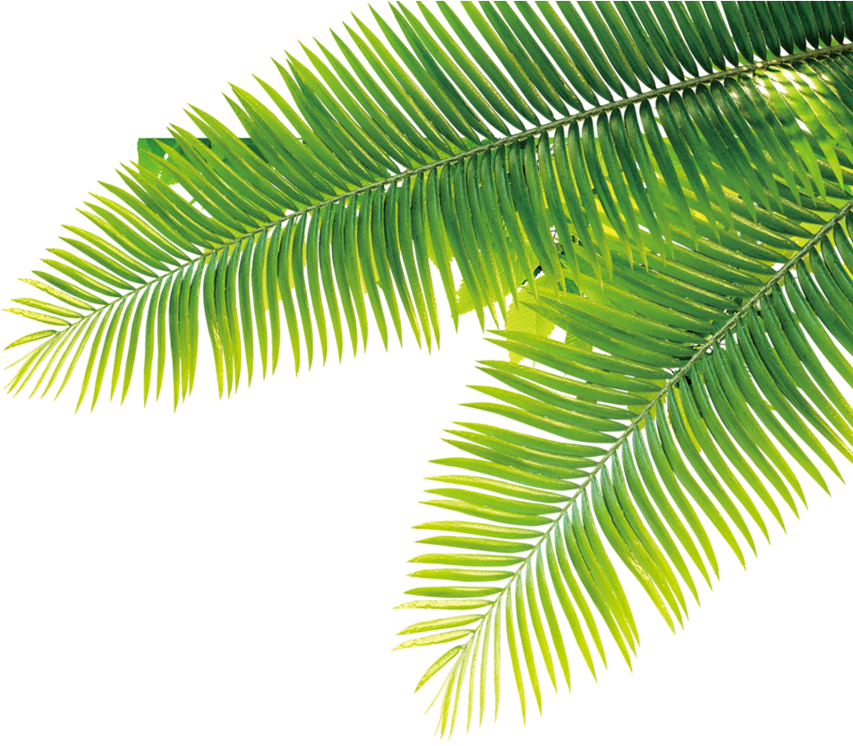 Download Tropical Tropics Plant Computer File Free Hq Image ...