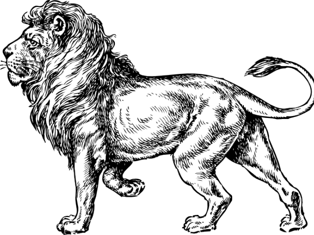 Free Lion Head Drawing Download Free Lion Head Drawing png images Free  ClipArts on Clipart Library