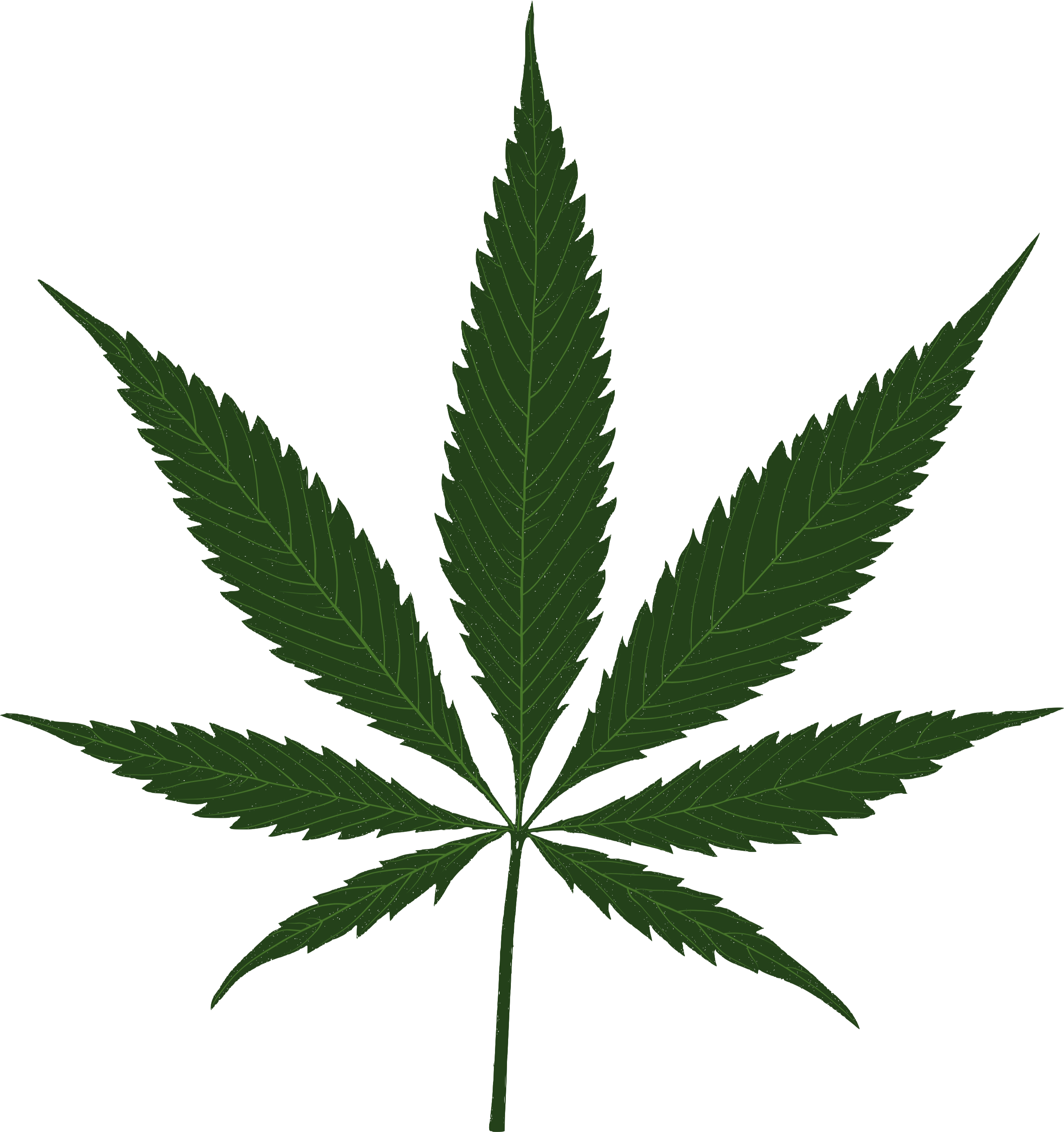 Download Sunshine Cannabis Leaf - Cannabis Leaf PNG Image with No ...