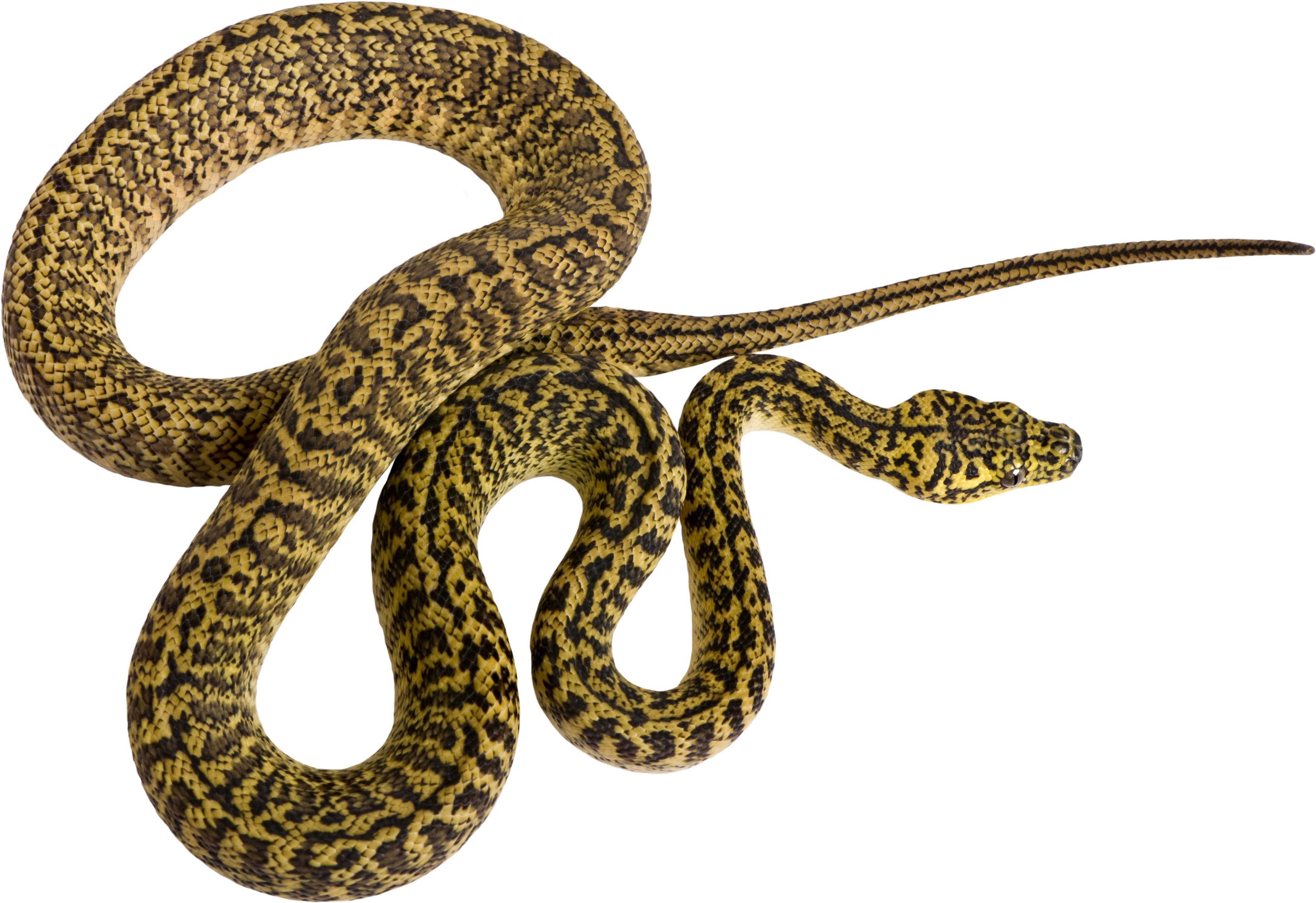 Download Vector Python Snake - Couleuvre Png PNG Image with No Background -  