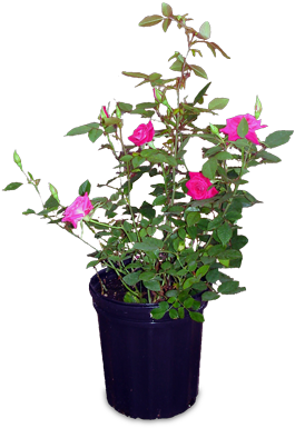 Download Bougainvillea PNG Image with No Background - PNGkey.com