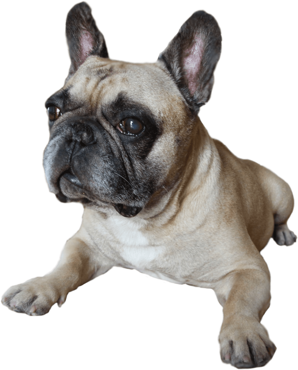 Download Australia's Oldest Frenchman- Hugo The French Bulldog - Oldest ...