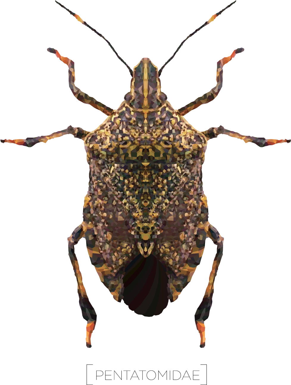 Download 2100 X 1400 4 - Weevil PNG Image with No Background - PNGkey.com