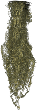 Spanish Moss Png - Spanish Moss Texture - Free Transparent PNG Download ...