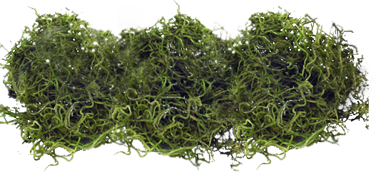 Spanish Moss Png - Moss - Free Transparent PNG Download - PNGkey