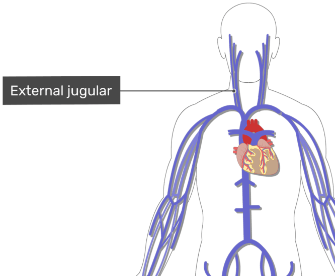 Download Labelled Image Of The External Jugular Vein With The