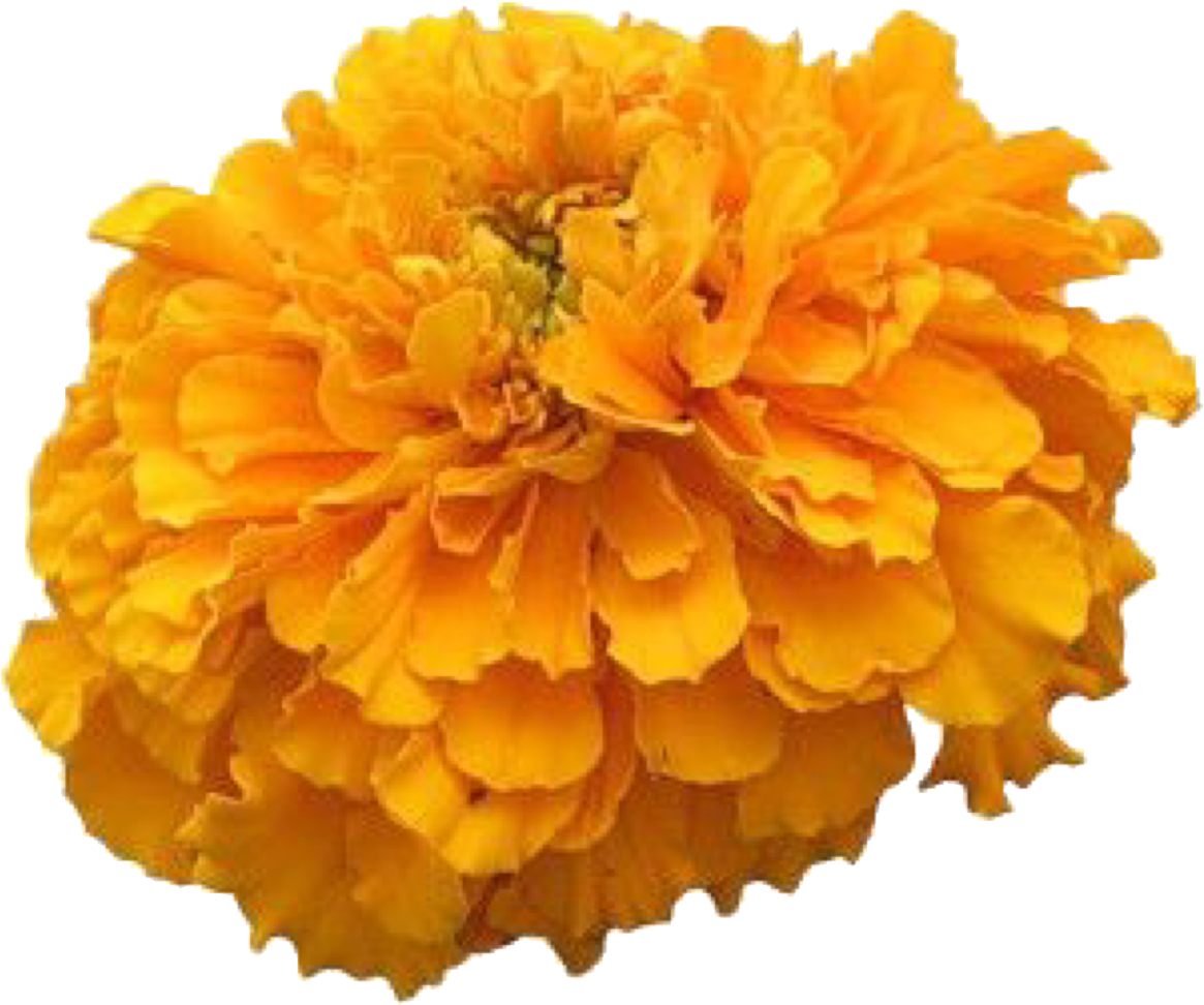 Download Tagetes Patula PNG Image with No Background - PNGkey.com