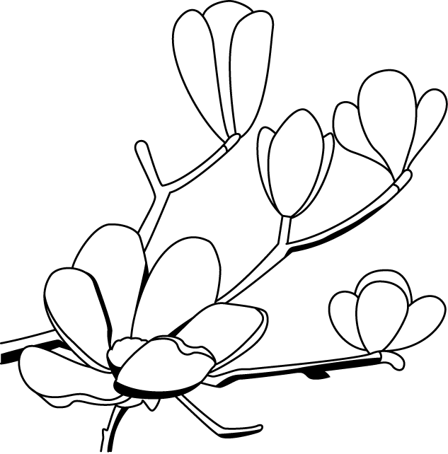 Download Magnolia Flower Clip Art こぶし の 花 イラスト Png Image With No Background Pngkey Com
