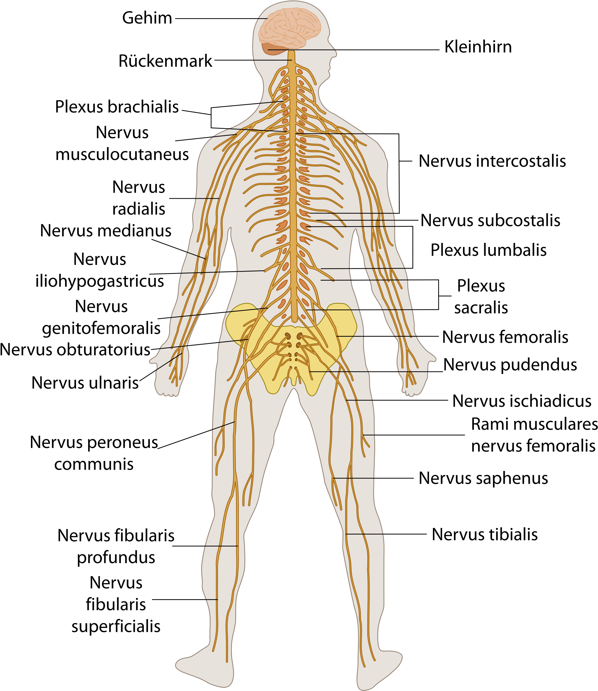 Download File Te Nervous System Human Nervous System Diagram Labeled Png Image With No Background Pngkey Com