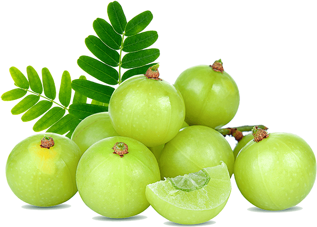 Download Herb The Kerala Herbal Cuisine Restaurant Is Exclusively Amla Background Png Image With No Background Pngkey Com