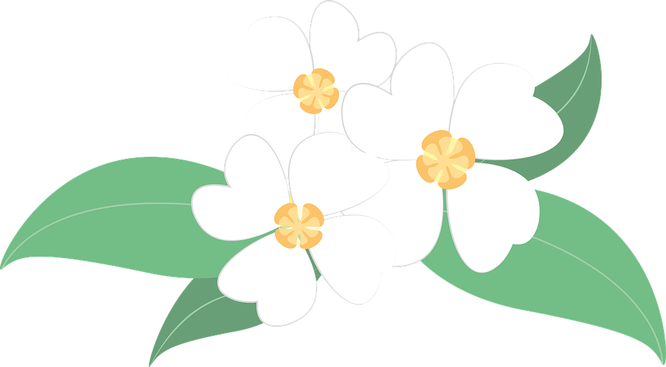 White Flower Clipart Bunga - Gambar Bunga Melati Vektor (960x529), Png Download
